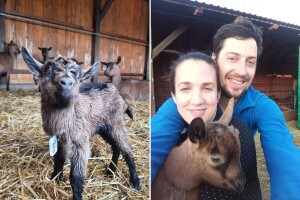Na farmi koza francuskih alpina Domagoja Zlatara nema praznog hoda, pogotovo zimi
