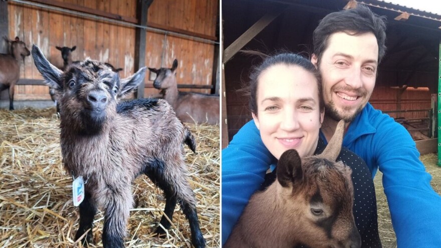 Na farmi koza francuskih alpina Domagoja Zlatara nema praznog hoda, pogotovo zimi