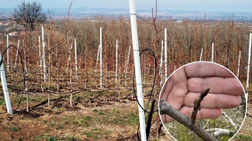 Oprez - obična kruškina buva je započela sa polaganjem jaja. Šta preduzeti?