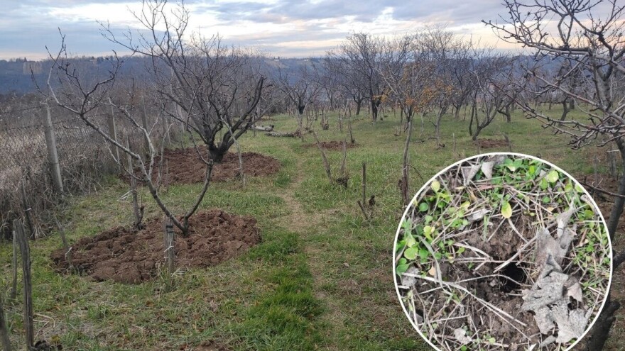 Glodari prisutni u voćnjacima, kada je vrijeme za suzbijanje?