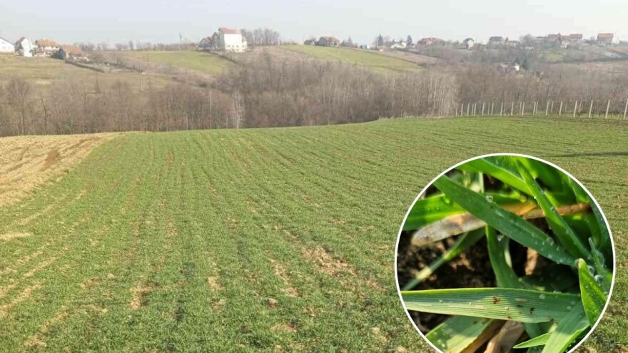 Mrežasta pegavost ječma trenutno pravi najveće probleme proizvođačima - kada tretirati useve?