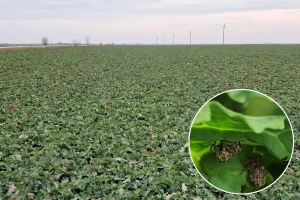 Mala repičina pipa uočena u svim regionima. Kada je pravo vreme za insekticidni tretman?