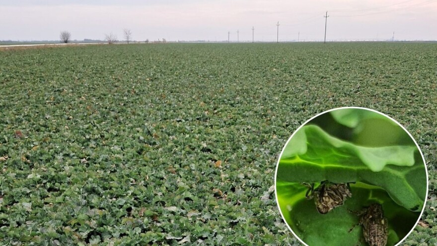 Mala repičina pipa uočena u svim regionima. Kada je pravo vreme za insekticidni tretman?