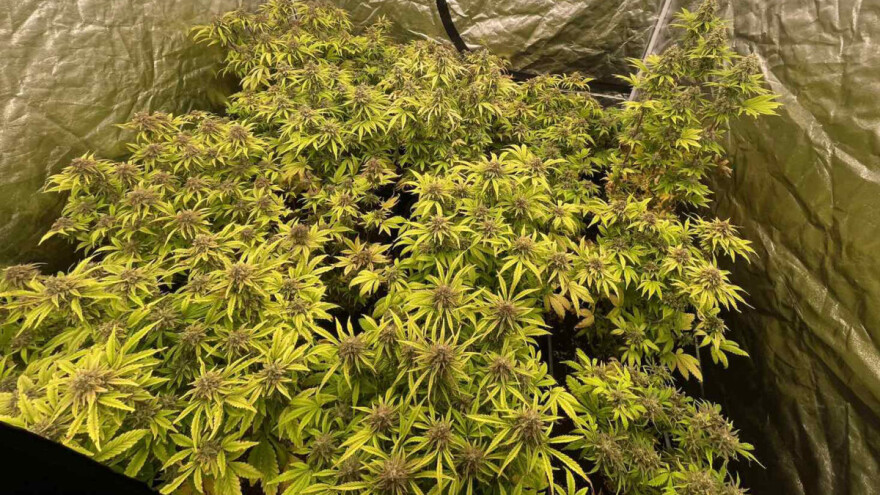 Otkrivena laboratorija za uzgoj marihuane, jedna osoba uhapšena