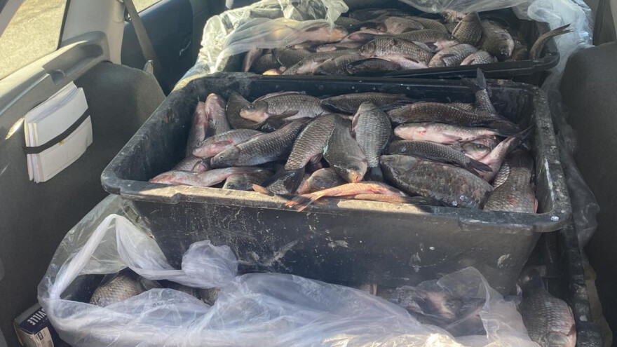 Uhvaćen u nezakonitom ribolovu sa 17 kilograma smuđa i štuke