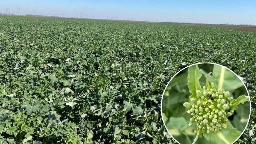 Repičin sjajnik u usevima uljane repice. Na nekim parcelama već postignut prag štetnosti!