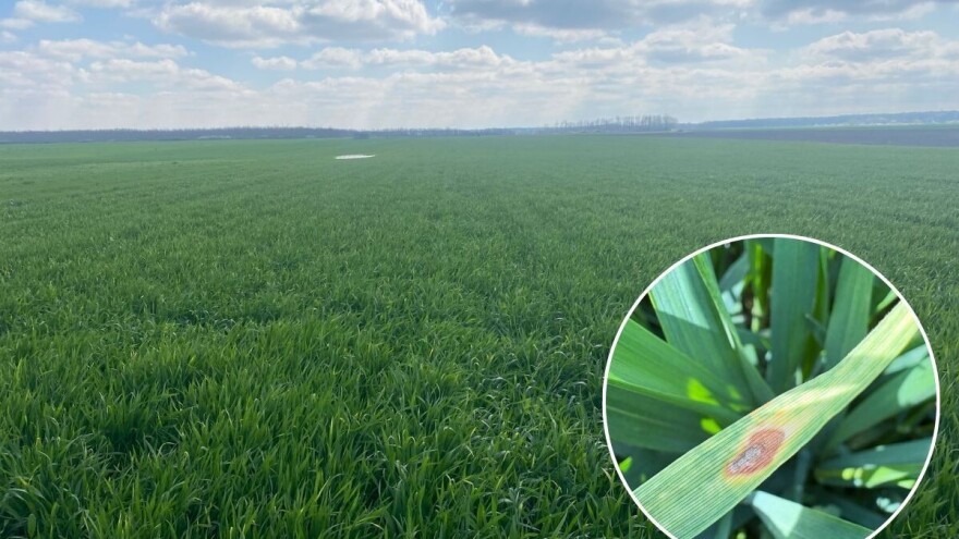 Kada je vreme za fungicidni tretman u usevima pšenice?