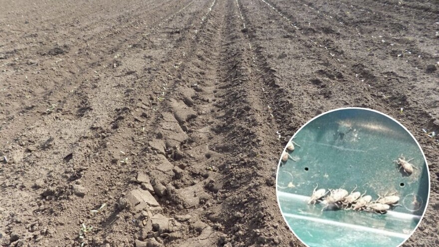 Šećerna repa ugrožena od pipe i peščara - štete mogu biti značajne