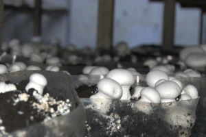 Šampinjoni: Zaraditi ili ne zaraditi ništa - linija je vrlo tanka?
