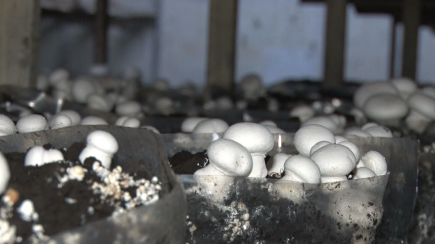 Šampinjoni: Zaraditi ili ne zaraditi ništa - linija je vrlo tanka?