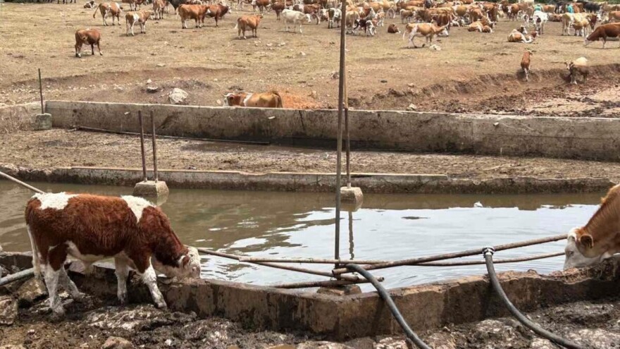 Ministarstvo poljoprivrede: Obezbeđene cisterne za vodu, spasena stoka na Suvoj planini