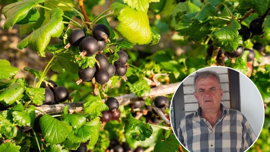 Mladen je jedan od retkih koji uzgaja crnu ribizlu: "Nije zahtevna, a cena je odlična"