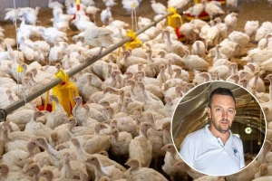 Radomir Marčeta gaji 900 ćuraka - od proizvodnje do prerade mesa