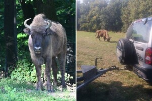 Pobegao bizon iz NP Fruška gora, ako ga vidite ne prilazite mu