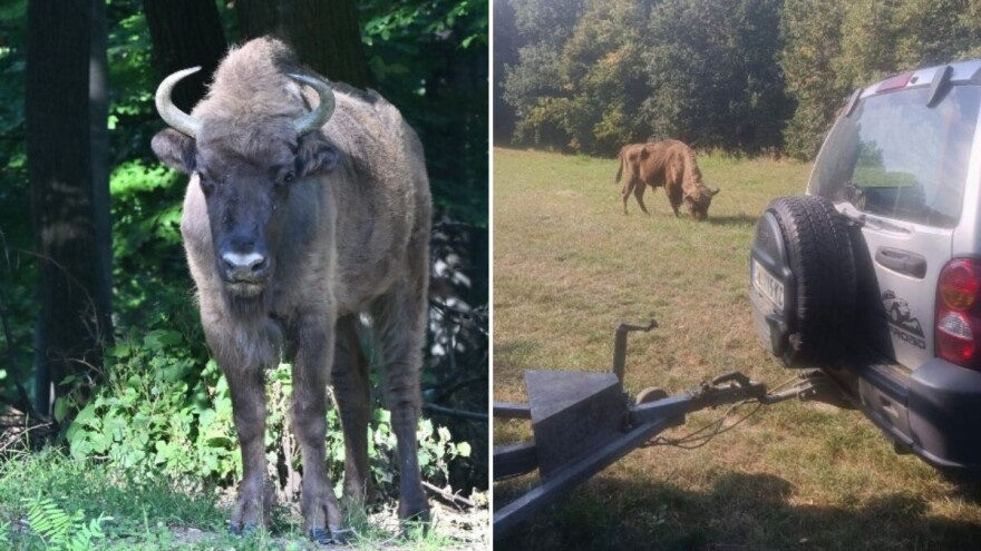 Pobegao bizon iz NP Fruška gora, ako ga vidite ne prilazite mu