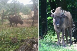 Pronađen bizon: "Tajfun se vratio kući"