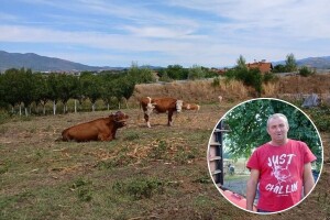 Dok selo ostaje bez krava, Goran ne odustaje - sve stiže pre posla u firmi