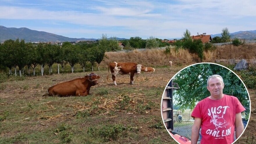 Dok selo ostaje bez krava, Goran ne odustaje - sve stiže pre posla u firmi