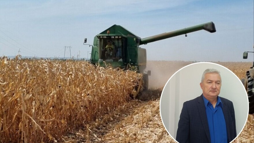 Nedostatak kukuruza napravio je pravi lom na tržištu. Na čiji teret ide gubitak?