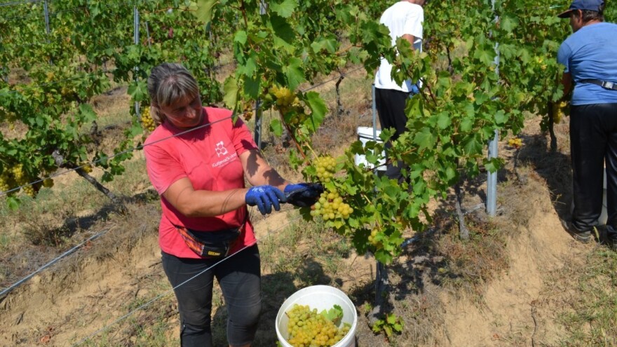 Počela berba ranih sorti grožđa, kvaliteta iznad očekivanja