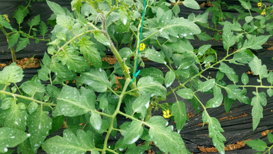 Koje mleko koristiti kao hranivo za paradajz i papriku?