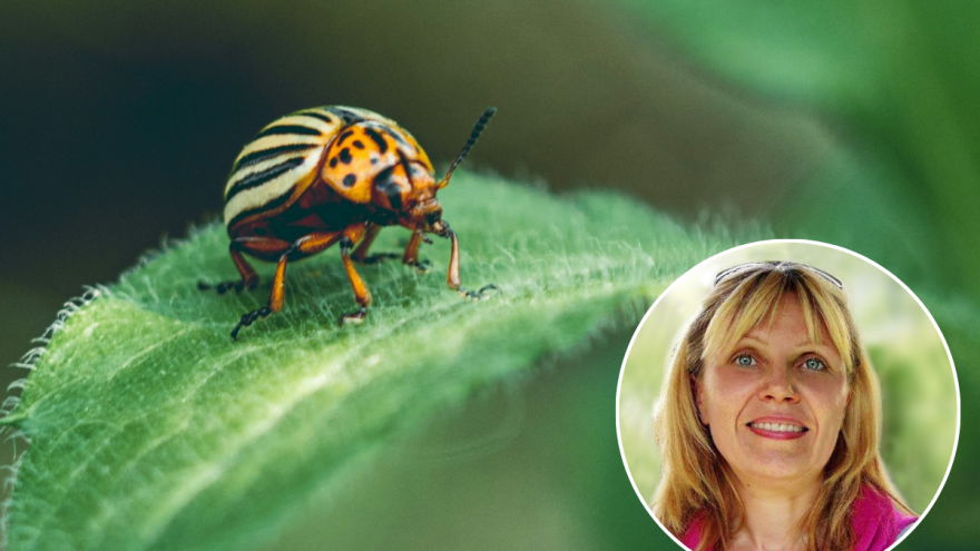 Važno je dublje poznavanje problema kod zaštite bilja - ima i priručnik za to