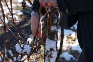 Erdutsko vinogorje slavi Vinkovo 2026