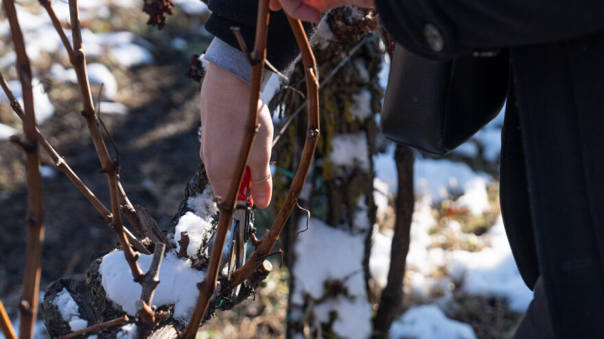 Erdutsko vinogorje slavi Vinkovo 2026