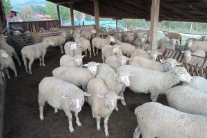 Mijenja ovce za mehanizaciju - parkirana gvožđarija lakše čeka kupca