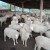 Mijenja ovce za mehanizaciju - parkirana gvožđarija lakše čeka kupca
