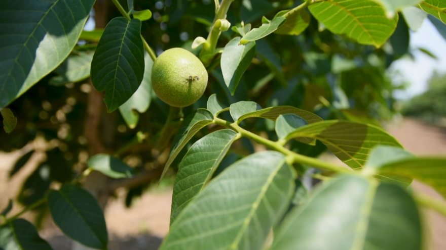 Orah: Krckamo i računamo?