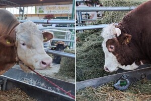 Jablan i Robi najteži bikovi na Novosadskom sajmu - atrakcije od 1.500 kilograma