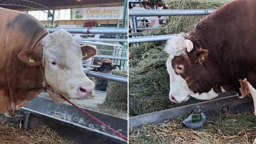 Jablan i Robi najteži bikovi na Novosadskom sajmu - atrakcije od 1.500 kilograma