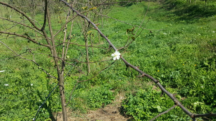 Toplo vreme stvara probleme - voćkama je potrebna zima