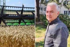 Kad pšenica rodi pre vremena - cena će samo rasti?