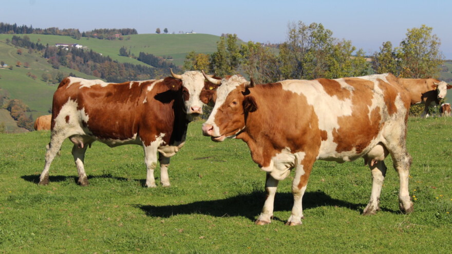 Pokrenute su brojne akcije za pomoć životinjama u potresu
