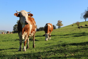 Osigurana je pomoć za domaće životinje i kućne ljubimce s pogođenog područja