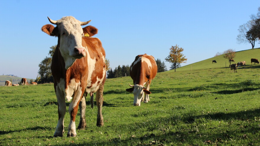Veži konja di ti aga kaže