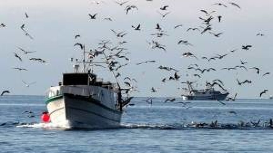 Začarani krug neracionalne eksploatacije ribe