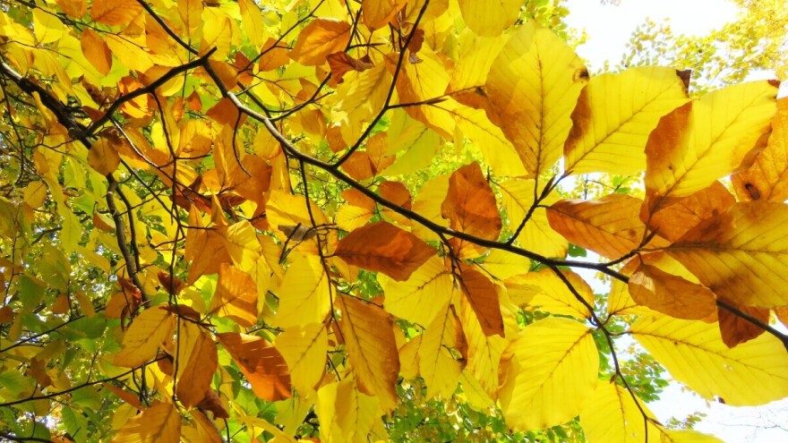 Mala enciklopedija šumarstva: Zašto stabla odbacuju lišće i iglice?