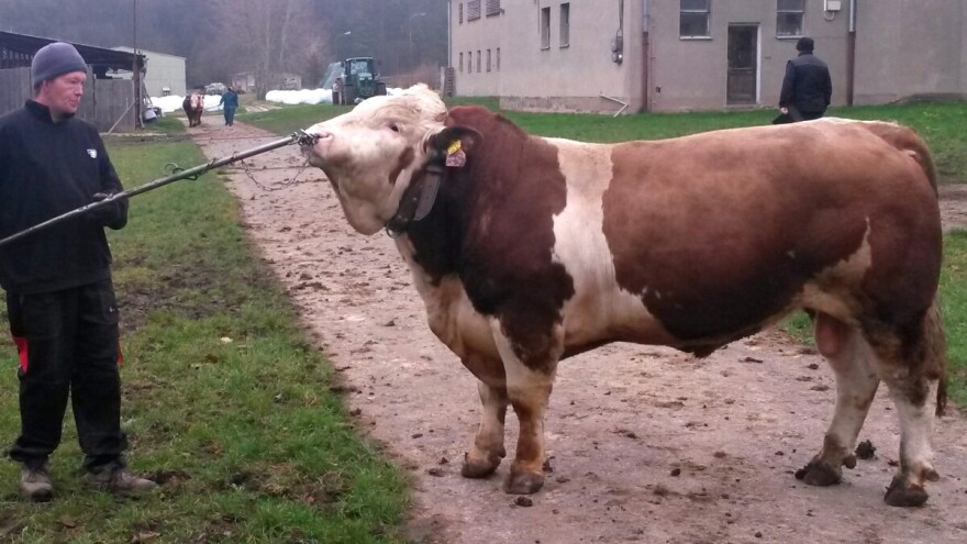 Češki sustav uzgoja simentalca uhvatio priključak s najboljima, možemo li i mi?