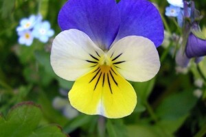 Divlja maćuhica - malena ljekovita ljepotica