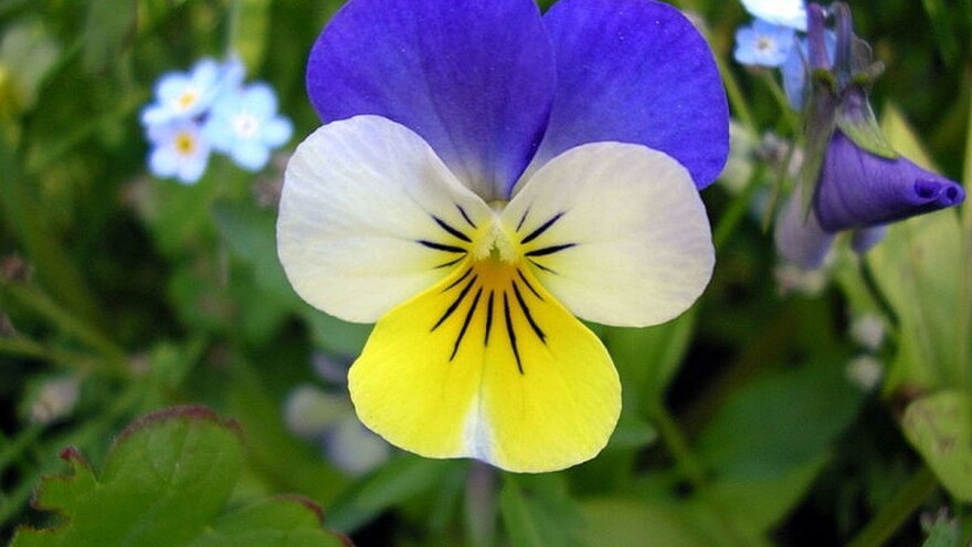 Divlja maćuhica - malena ljekovita ljepotica