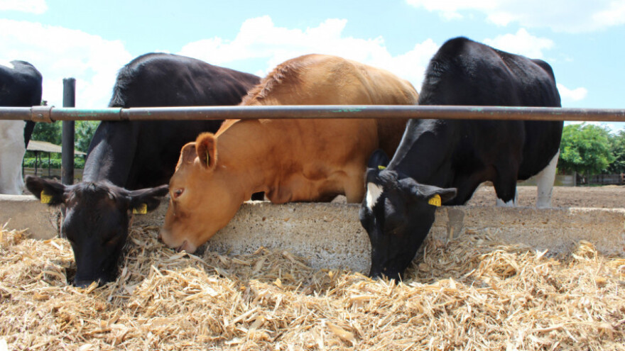 Oboljenja koja izazivaju mikotoksini