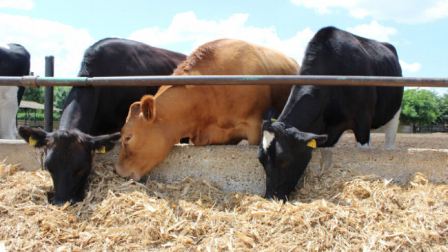 Oboljenja koja izazivaju mikotoksini