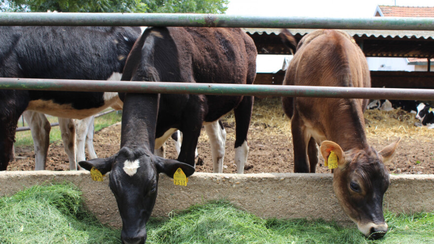 Hrvatskoj dodijeljen status države službeno slobodne od bruceloze goveda