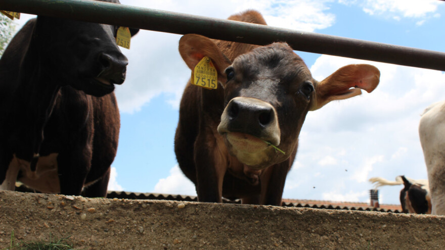 Kako ostvariti potporu za Mjeru 14 Dobrobit životinja?