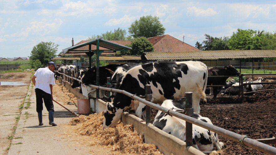 Europski poljoprivrednici će 2025. godine proizvoditi više mlijeka, a manje govedine?