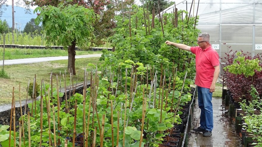 Gupčeva lipa, hrastovi Julius i Dedek - znate li da je riječ o klonovima?