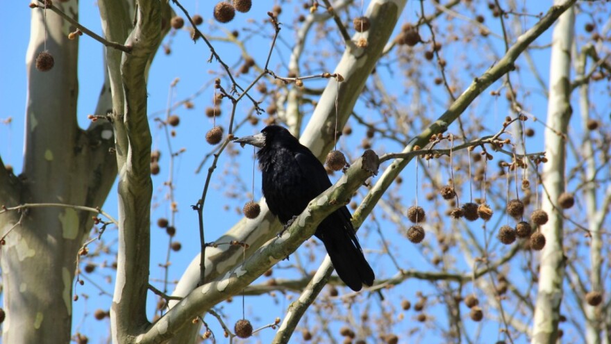 Prilično neočekivano, ali gačac je osvojio titulu za Pticu godine 2024.